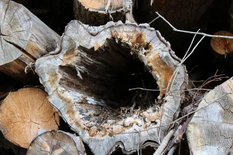 Tree stump with a hole Stock Photos