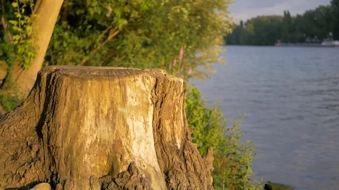Tree stump illuminated by sunset next to the river Stock Footage