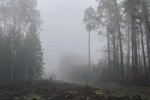 Tree stump inside of a forest next to ground road Stock Photos