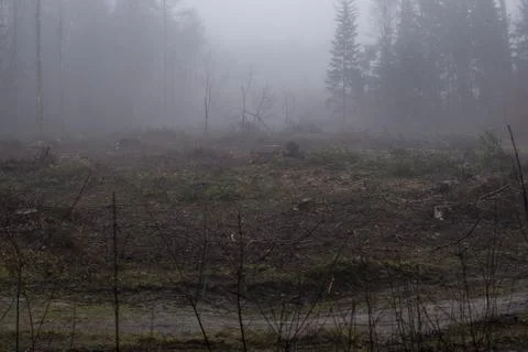 Tree stump inside of a forest Stock Photos