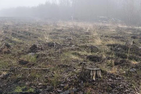 Tree stump inside of a forest Stock Photos