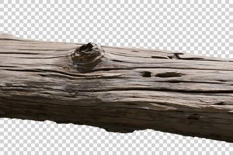 Tree stump isolated transparency background.. Stock Photos