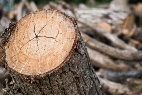 Tree stump with Log stack background Stock Photos