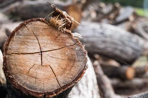 Tree stump with Log stack background Stock Photos