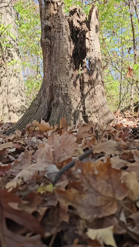 Tree stump low level ground view with shadows vertical video background Vídeo Stock 269596417