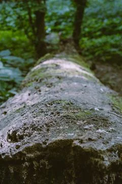 Tree Stump Macro 库存照片