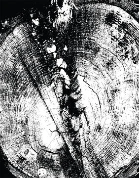 Tree stump macro texture 스톡 일러스트