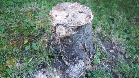 Tree stump on a meadow Stock Footage 118081213