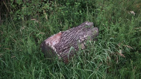 A tree stump in a meadow Stock Footage 141469662