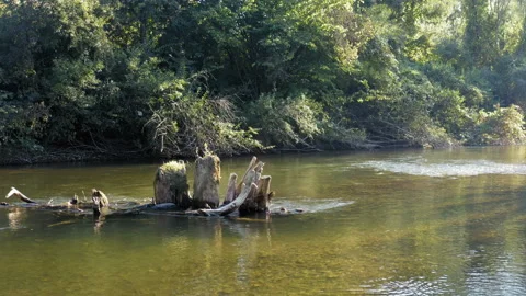 A tree stump in the middle of a fast river Stock-Footage 138814889