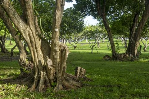 Tree stump is in the middle of a field of trees Stock Photos