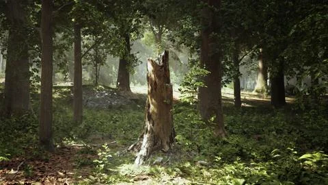 A tree stump in the middle of a forest Illustrazione stock