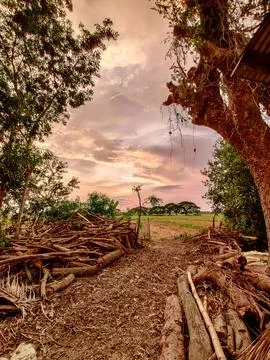 A tree stump is in the middle of a path with fields and meadows in the back.. Stock Photos