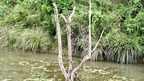 A tree stump is in the middle of a pond Stock Photos