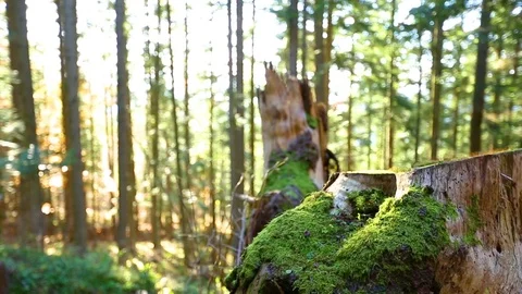 Tree stump with moss Video stock 73021464