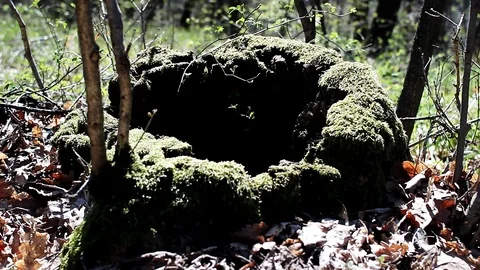 Tree Stump with Moss Stock Footage 99118400