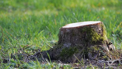 Tree Stump with Moss Stock-Footage 99234624