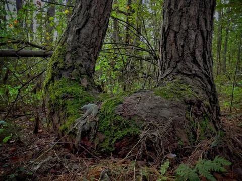 Tree stump with moss in the forest Stock Photos
