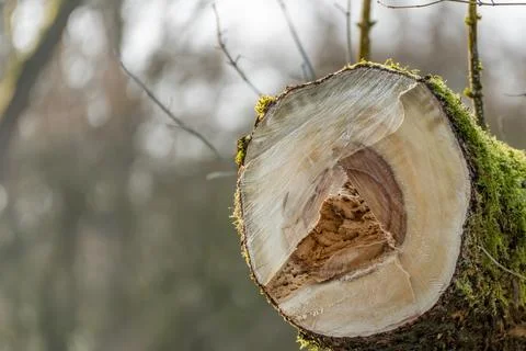 A tree stump with moss growing on it Stock Photos