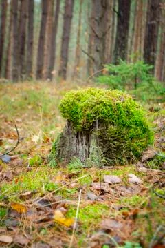 Tree stump with a moss hat on the forest floor Stock Photos