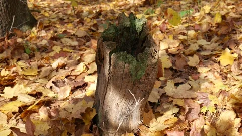Tree stump with moss on it with a bunch on leaves on the ground 스톡 동영상 141764688