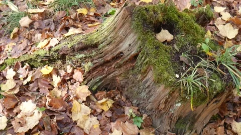 Tree stump with moss on it with a bunch on leaves on the ground Vídeo Stock 141764692