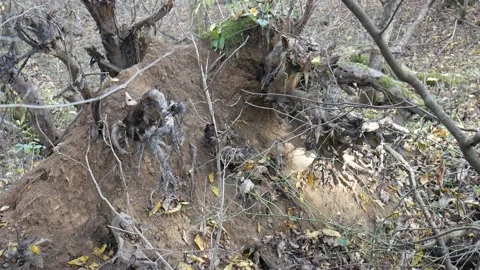 Tree stump with moss on it with a bunch on leaves on the ground Vídeo Stock 141765759