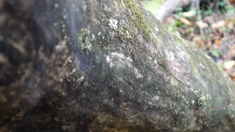 Tree stump with moss on it with a bunch on leaves on the ground 스톡 동영상 141766409