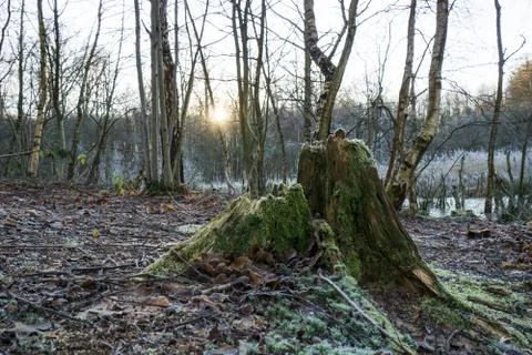 Tree stump with moss Stock Photos