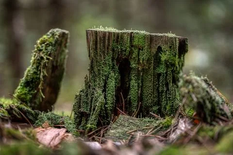 Tree Stump In Mountain Forest Stock Photos