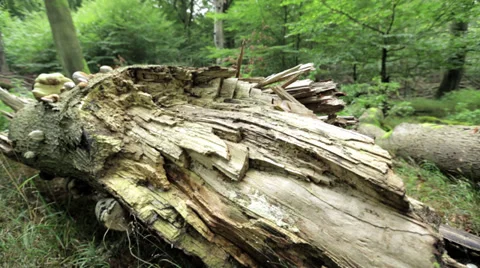 Tree Stump With Mushrooms In A Forest Video stock 36667742