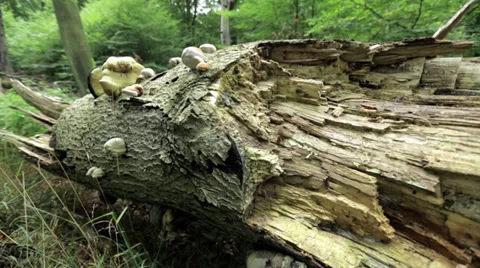 Tree Stump With Mushrooms Full Tracking Shot Video stock 36838078