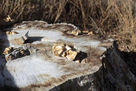 Tree stump with mushrooms Stock Photos