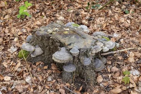 Tree stump with mushrooms surrounded by leaves Stock Photos