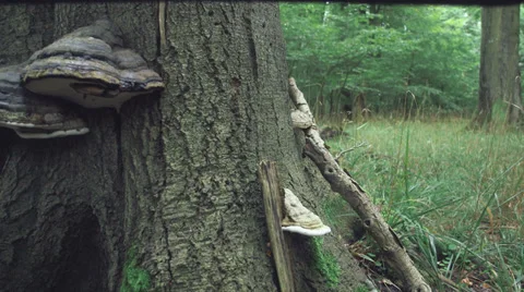 Tree Stump With Mushrooms Tracking Shot Up Stock Footage 36875850