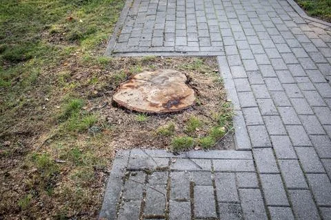 Tree stump next to sidewalk in a level of ground, top view Stock Photos