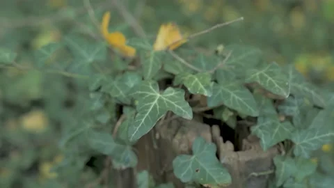 Tree stump overgrown with ivy Stock Footage 163767233