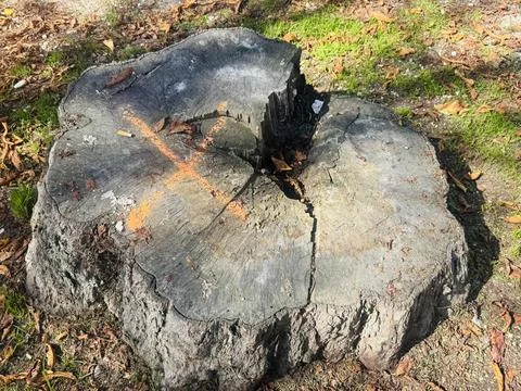 Tree Stump with Painted Cross. Stock Photos