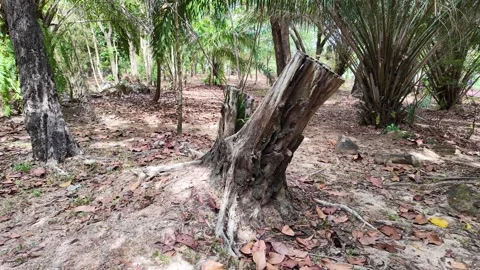 Tree stump in a park in Asia Stock Footage 305986883