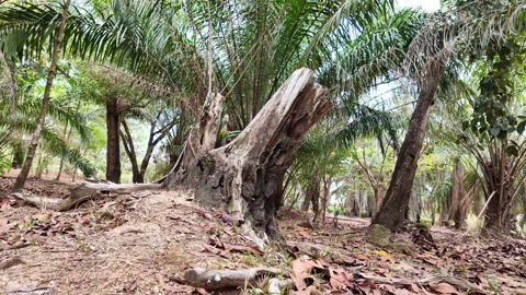 Tree stump in a park in Asia Video stock 305986884