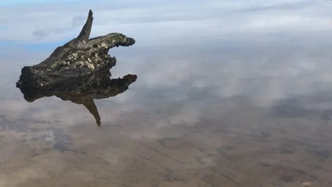 Tree stump partially submerged in shallow water with  rippled bottom sand. Stock Footage 167917259