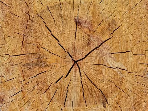 Tree stump. Patterns on the tree stump. Background Stock Photos