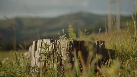Tree stump peacefully setting Stock Footage 280192139