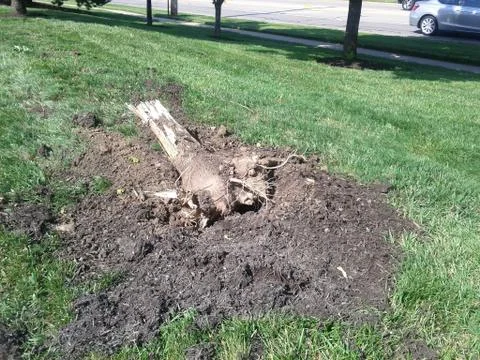 Tree Stump Stock Photos