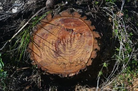 Tree stump Stock Photos