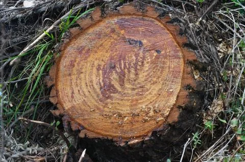 Tree stump Stock Photos