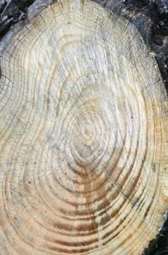 Tree stump Stock Photos