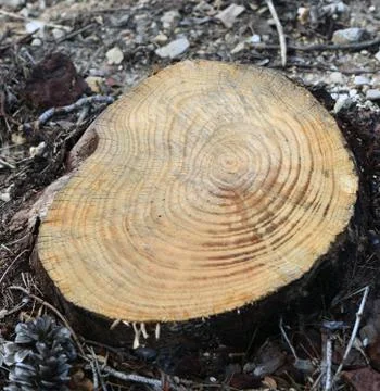 Tree stump Foto stock