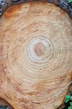 Tree stump Stock Photos