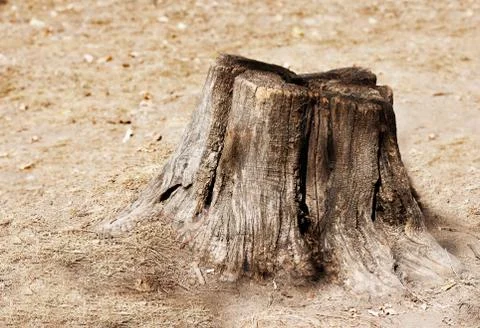 Tree stump Stock Photos
